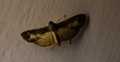 Bacotoma violata