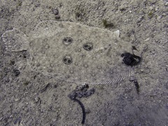 Pseudorhombus dupliciocellatus