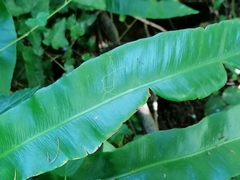 Phytomyza scolopendri