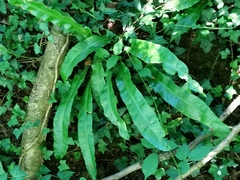 Phytomyza scolopendri