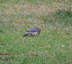 Melanerpes aurifrons