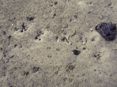 Pseudorhombus dupliciocellatus