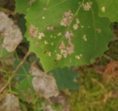 Phyllonorycter spinicolella