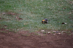 Melanerpes aurifrons