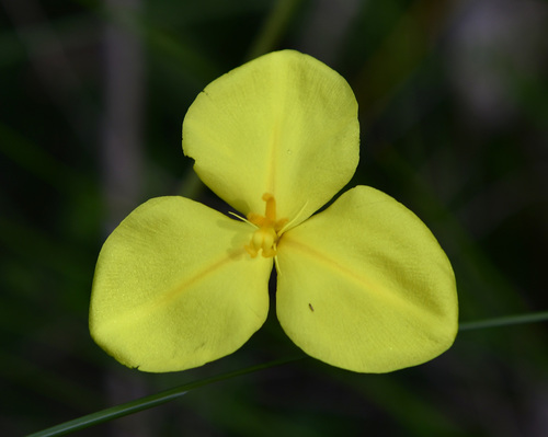 Patersonia umbrosa Endl.