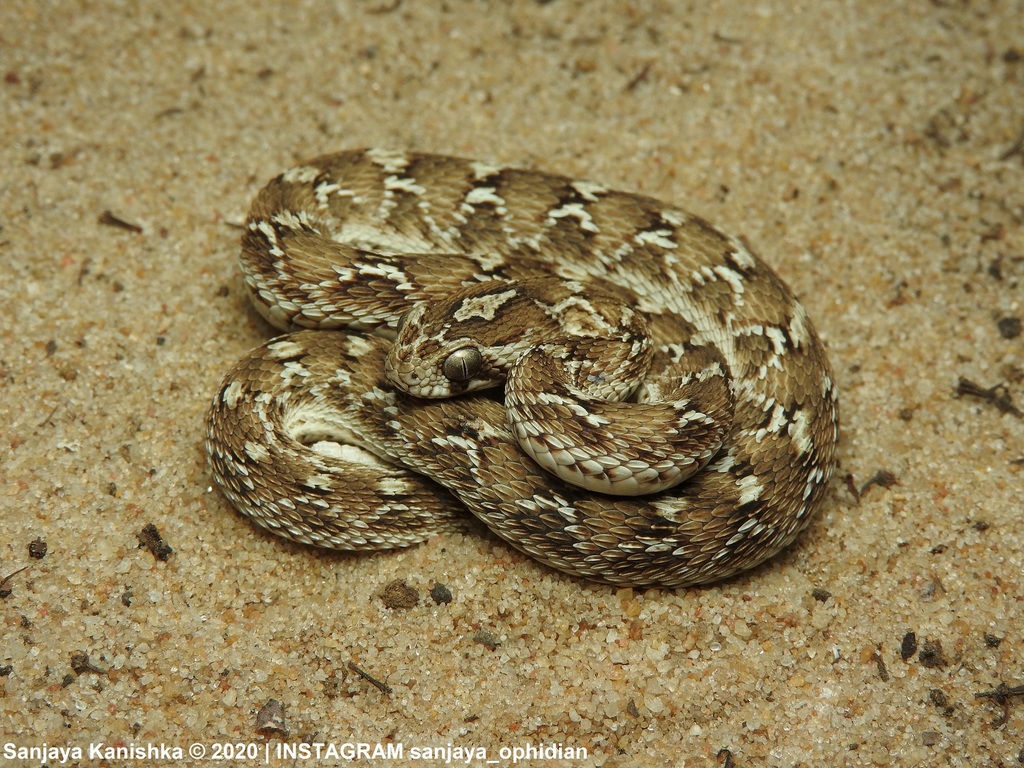 Saw-scaled Viper (Echis carinatus) - Snakes and Lizards