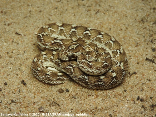 Saw-scaled Viper