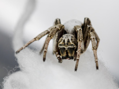 Stegodyphus lineatus