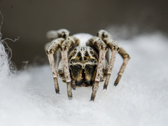 Stegodyphus lineatus