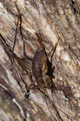 Talitropsis