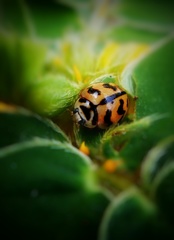 Cheilomenes sexmaculata