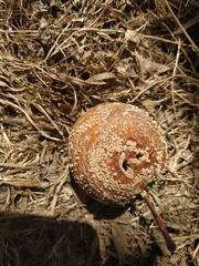 Monilinia fructigena