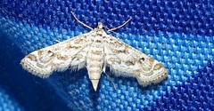 Lepidoptera