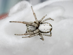 Stegodyphus lineatus