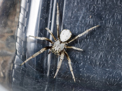 Stegodyphus lineatus