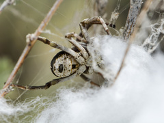 Stegodyphus lineatus