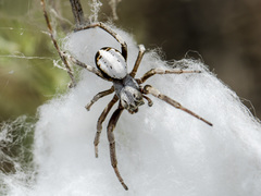 Stegodyphus lineatus