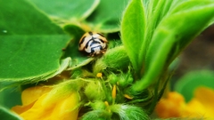 Cheilomenes sexmaculata