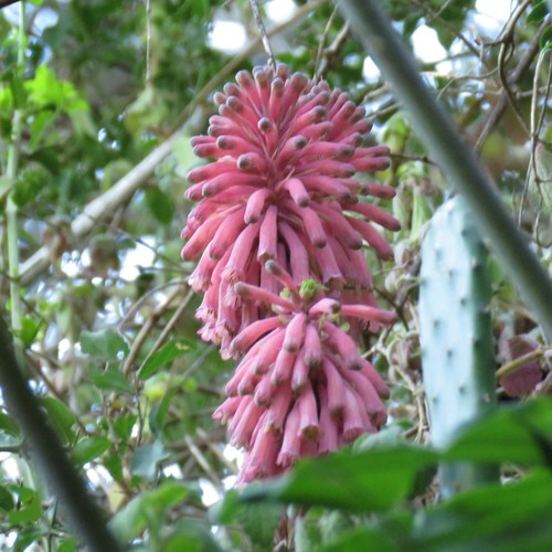 Veltheimia bracteata