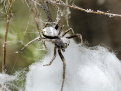 Stegodyphus lineatus