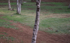 Melanerpes aurifrons