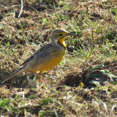 Macronyx capensis capensis