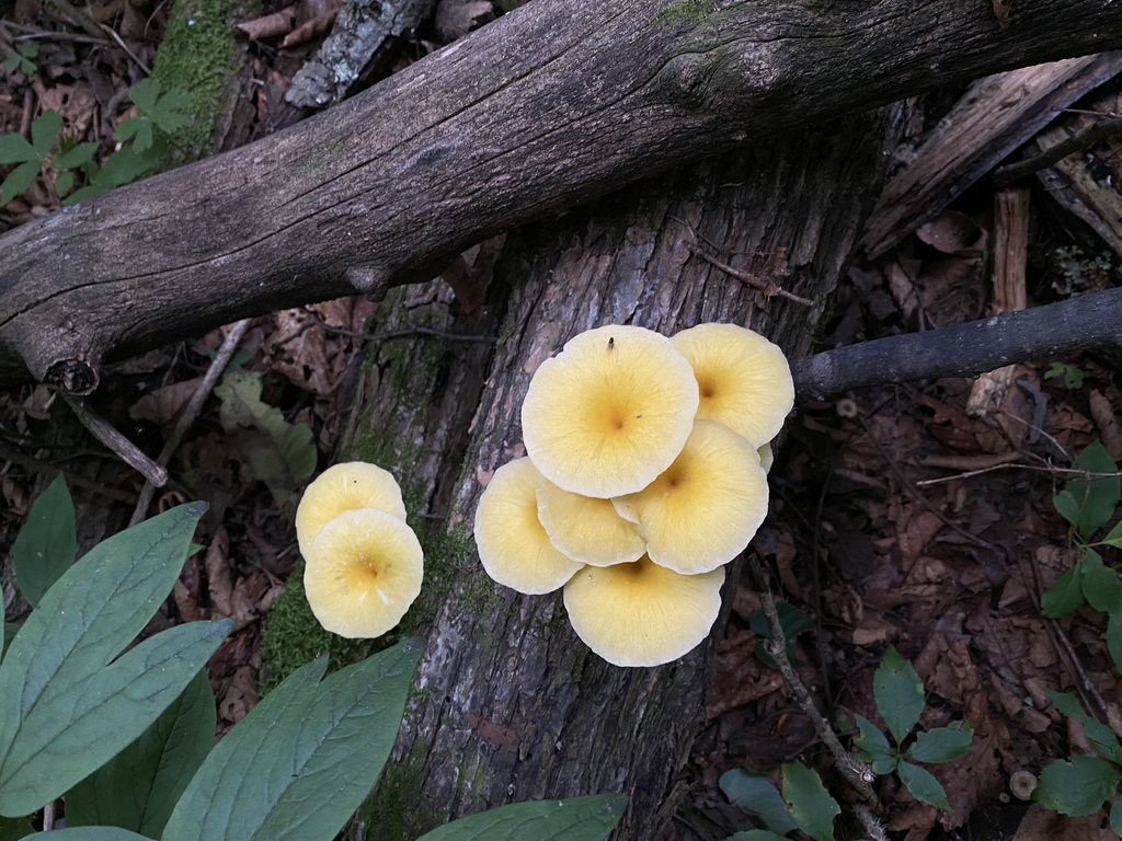 Pleurotus citrinopileatus · July 2020 · photo: © pamplemousse28 (iNaturalist, cc-by)