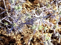 Eryngium creticum