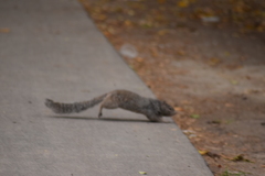 Otospermophilus variegatus