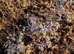 Eryngium creticum