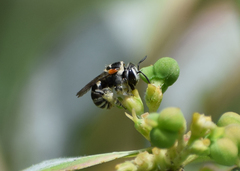 Pseudapis oxybeloides