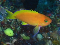 Pseudanthias pleurotaenia