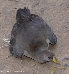 Paragallinula angulata