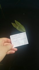 Sagittaria sagittifolia