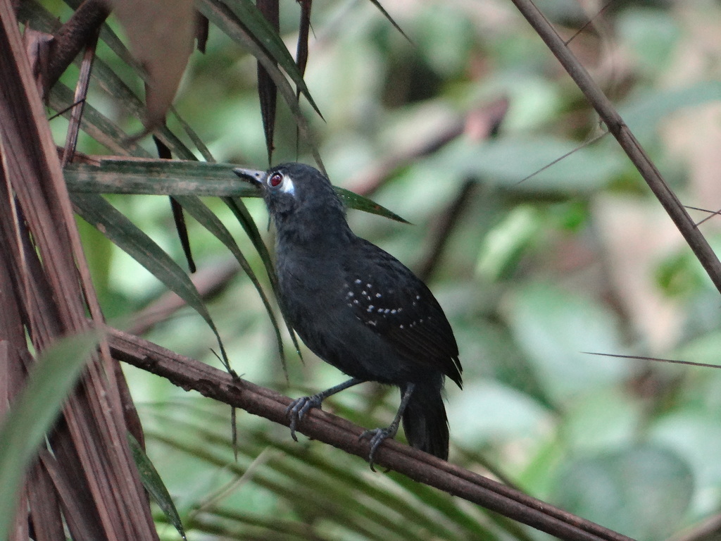 Plumbeous Antbird