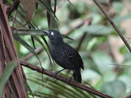 Plumbeous Antbird