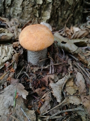 Leccinum
