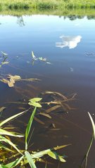 Sagittaria sagittifolia
