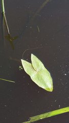 Sagittaria sagittifolia