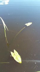 Sagittaria sagittifolia