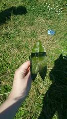 Sagittaria sagittifolia