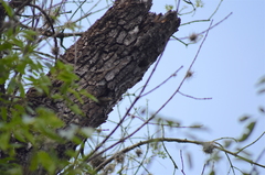 Melanerpes aurifrons