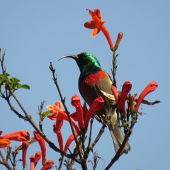 Cinnyris chalybeus albilateralis