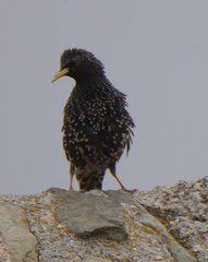 Sturnus vulgaris