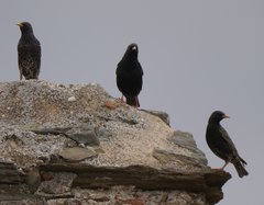 Sturnus vulgaris