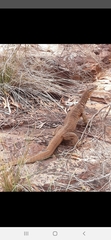 Varanus panoptes rubidus