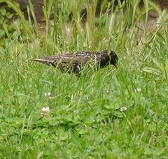 Sturnus vulgaris