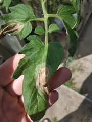 Phytophthora infestans