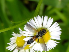 Tachinidae