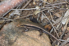 Eutropis madaraszi